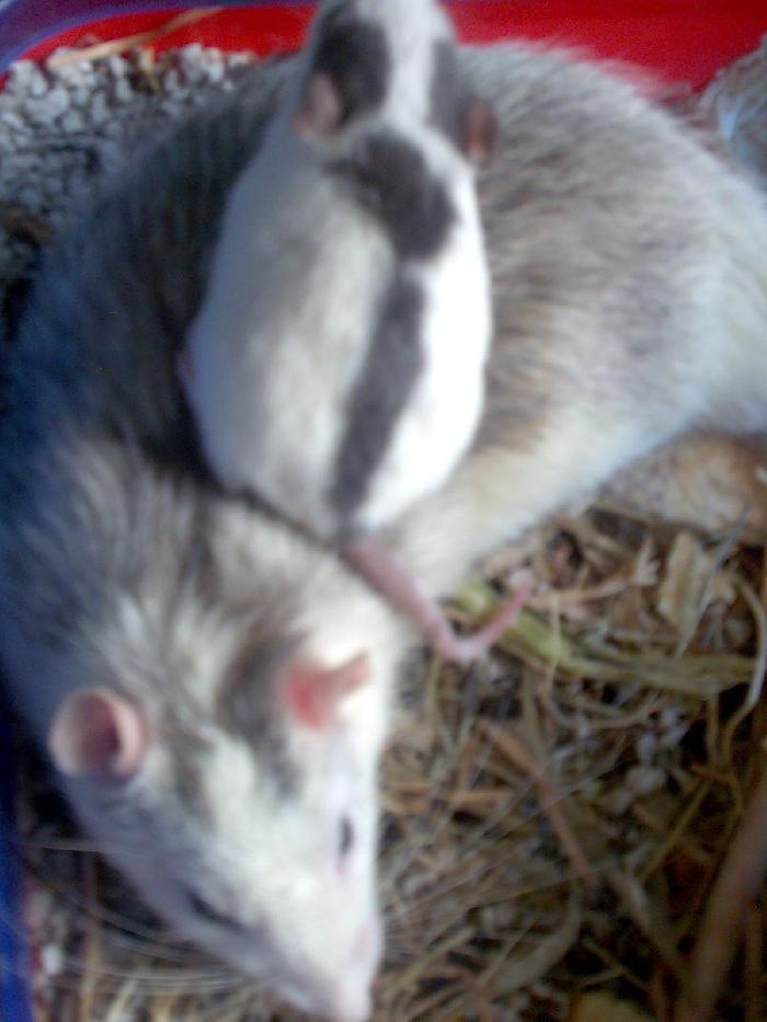 Ratounet et grisouille - Rat  - Mâle