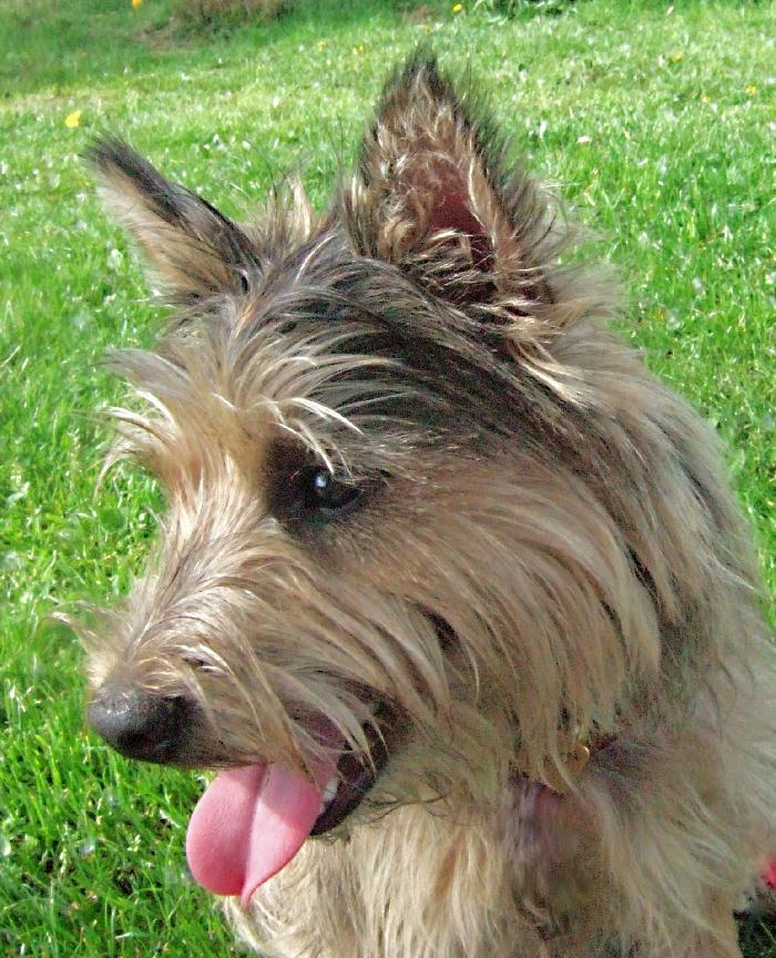 Gordon - Cairn Terrier  - Mâle