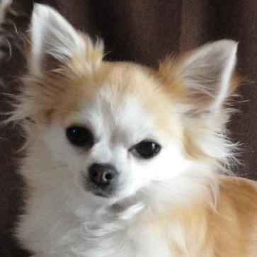 Baggy - Chihuahua (Chihuahueño)  - Femelle stérilisée