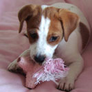 Cookie - Jack Russell Terrier (Jack Russell d'Australie)  - Femelle