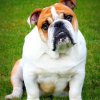 Gavroche - Bulldog  - Mâle