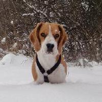 Jazz - Beagle  - Femelle stérilisée