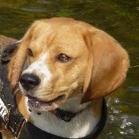 Fiftie - Beagle  - Femelle stérilisée