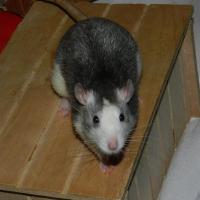 Lou hazel - Rat  - Mâle