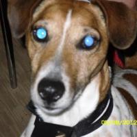 Kinder - Jack Russell Terrier (Jack Russell d'Australie)  - Mâle