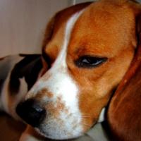 Athos - Beagle  - Mâle