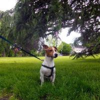 Kellio - Jack Russell Terrier (Jack Russell d'Australie)  - Mâle