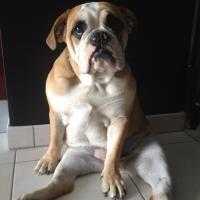 Boulby - Bulldog  - Femelle stérilisée