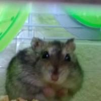 Tazette - Hamster  - Femelle