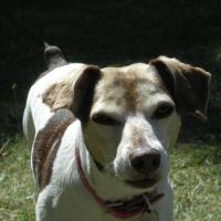 Orphéa - Jack Russell Terrier (Jack Russell d'Australie)  - Femelle stérilisée