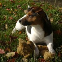 Spyke - Jack Russell Terrier (Jack Russell d'Australie)  - Mâle