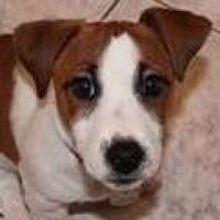 Sparrow - Jack Russell Terrier (Jack Russell d'Australie)  - Mâle