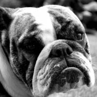 Black betty page - Bulldog  - Femelle stérilisée