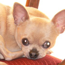 Unzo - Chihuahua (Chihuahueño)  - Mâle