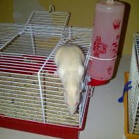 Jane - Rat  - Femelle