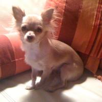 Tookie - Chihuahua (Chihuahueño)  - Femelle