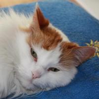 Daisy - Chat domestique poil long  - Femelle stérilisée