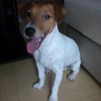 Kenny - Jack Russell Terrier (Jack Russell d'Australie)  - Mâle