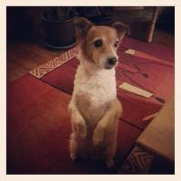Soly (rip 31/03/2013) - Jack Russell Terrier (Jack Russell d'Australie)  - Femelle stérilisée