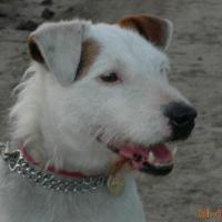 Sulky - Jack Russell Terrier (Jack Russell d'Australie)  - Mâle castré