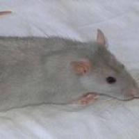 Ratatouille - Rat  - Mâle
