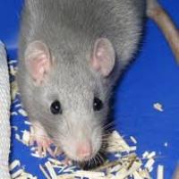 Lili - Rat  - Femelle