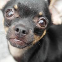 Kiwi - Chihuahua (Chihuahueño)  - Mâle