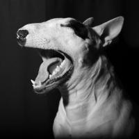 Iron jaw - Bull Terrier (English Bull Terrier)  - Mâle