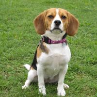 Helly - Beagle  - Femelle stérilisée