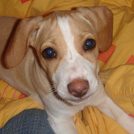 Benny - Jack Russell Terrier (Jack Russell d'Australie)  - Mâle