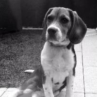 Chanel - Beagle  - Femelle