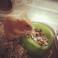 Praline - Hamster  - Femelle