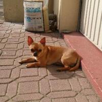 Gyzmo - Chihuahua (Chihuahueño)  - Mâle