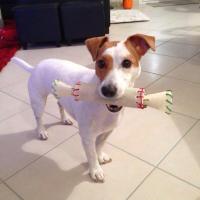 Kiara - Jack Russell Terrier (Jack Russell d'Australie)  - Femelle stérilisée