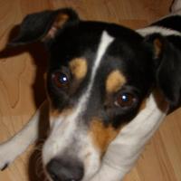 Dany - Jack Russell Terrier (Jack Russell d'Australie)  - Mâle