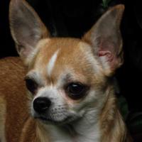 Susune - Chihuahua (Chihuahueño)  - Femelle stérilisée