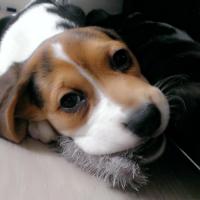 Jinx - Beagle  - Femelle