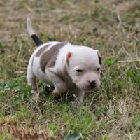 Jax - American Staffordshire Terrier (Staffordshire Terr  - Mâle