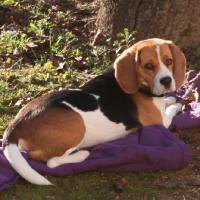 Gomette - Beagle  - Femelle