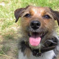Tornade - Jack Russell Terrier (Jack Russell d'Australie)  - Femelle stérilisée