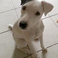 Kira - Jack Russell Terrier (Jack Russell d'Australie)  - Femelle