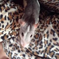 Clochette - Rat  - Femelle
