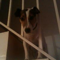 Shooba - Jack Russell Terrier (Jack Russell d'Australie)  - Femelle