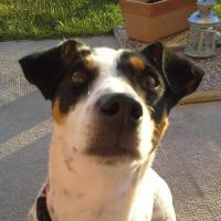 Roxy - Jack Russell Terrier (Jack Russell d'Australie)  - Femelle