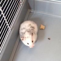 Penny - Hamster  - Femelle