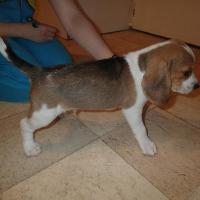 Java - Beagle  - Mâle