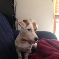 Olympia - Jack Russell Terrier (Jack Russell d'Australie)  - Femelle