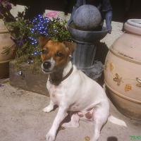 Gigi - Jack Russell Terrier (Jack Russell d'Australie)  - Femelle stérilisée