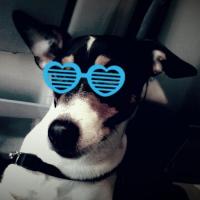 Granola - Jack Russell Terrier (Jack Russell d'Australie)  - Mâle