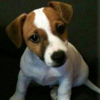 Django - Jack Russell Terrier (Jack Russell d'Australie)  - Mâle